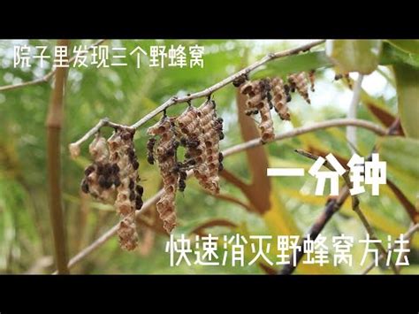 房子有蜂窩|蜂窩煩惱？一招搞定